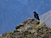 56 Corvo  nero appollaiato su roccione del Ponteranica occ. (zoom)